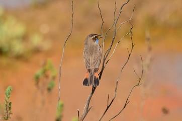 Gorgebleue à miroir (Luscinia svecica)