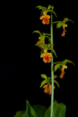 蘭　えびねの花が咲いている。交配され同じ花が2つと無い個性の植物