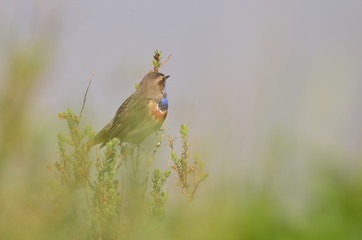 Gorgebleue à miroir (Luscinia svecica)
