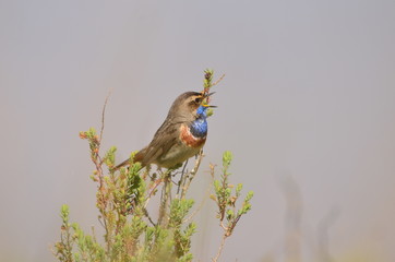 Gorgebleue à miroir (Luscinia svecica)