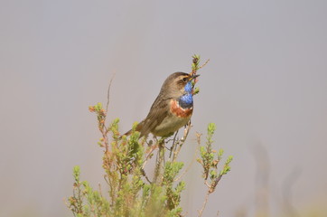 Gorgebleue à miroir (Luscinia svecica)