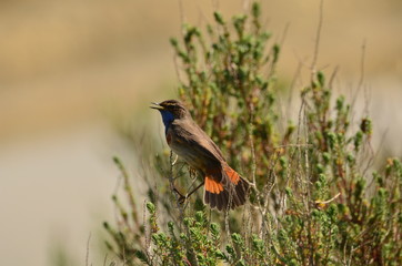Gorgebleue à miroir (Luscinia svecica)