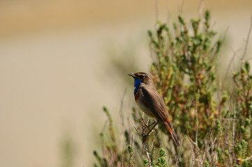 Gorgebleue à miroir (Luscinia svecica)