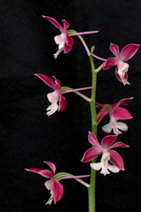 蘭　えびねの花が咲いている。交配され同じ花が2つと無い個性の植物