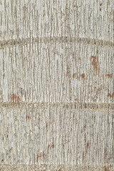 Naklejka premium Close up of tree bark texture high resolution