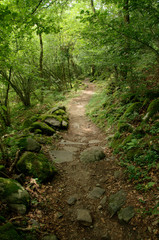 Fototapeta na wymiar Steps in the Woods; part of the hiking trail along the Versasca river in Ticino
