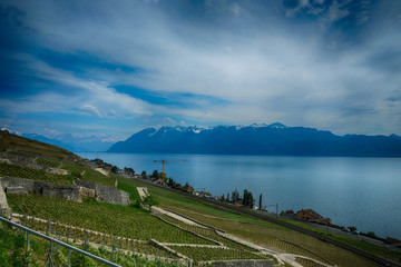Obraz premium Lavaux Vineyard Terraces: The Swiss Wine Route 