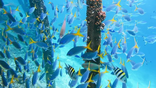Swarm of yellow tail fusilier, Caesio cuning, swimming near pier pole, Raja Ampat, Indonesia