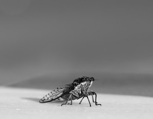 black white Greece insect hot 