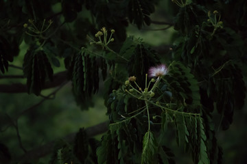 Samanea saman albizia flower background