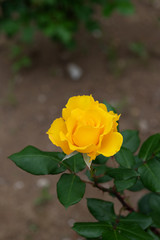 濃厚な黄色のばら「ヘンリーフォンダ」の花のアップ