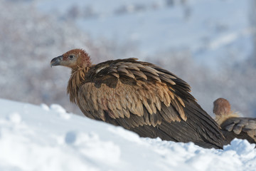 Griffon Vulture in Winter Landscape