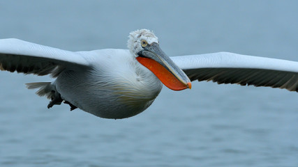 Dalmatian Pelican (Pelecanus crispus)