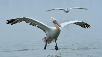 Dalmatian Pelican (Pelecanus crispus)