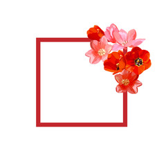 Flowers tulips. Frame square. Red pink color. On white background. Vector illustration.