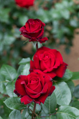 真っ赤なばら「ナディア」の花のアップ