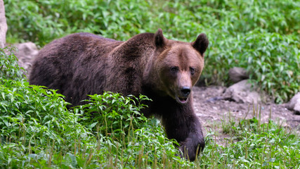 Wild Brown Bear from Carpathian Mountains
