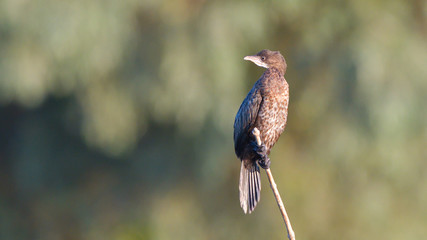 Pygmy cormorant (Microcarbo pygmeus)
