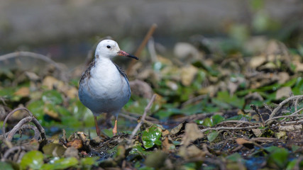 Ruff (Philomachus pugnax)