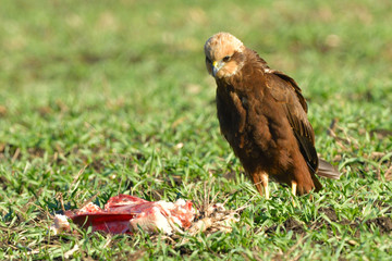 Marsh harrier (Circus aeruginosus)