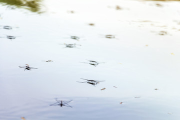 A group of water strider or Gerris lacustris are walking on surface of water in the lake.