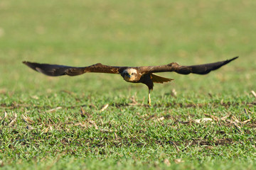Marsh harrier (Circus aeruginosus)