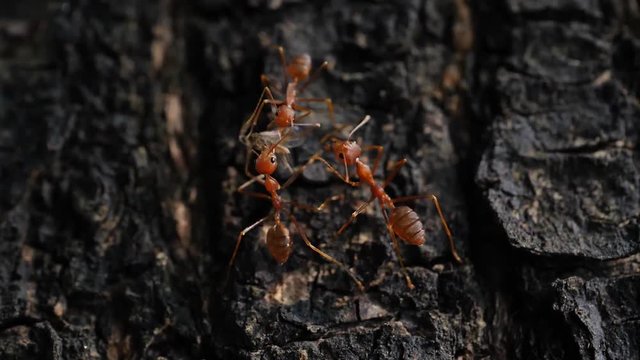 little ant concept team working carry food on tree bark