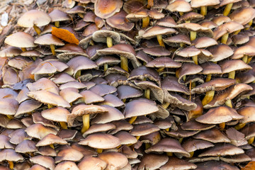 Mushrooms stacked together