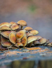 Group of autumn mushrooms