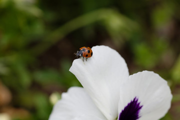 Naklejka premium 白いパンジーとてんとう虫