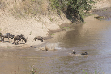 Gnu am Marafluss © Pfotenpaparazzi