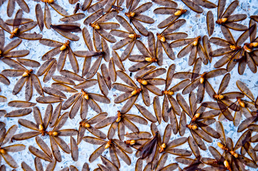 Mayfly Dead on the floor because of wet