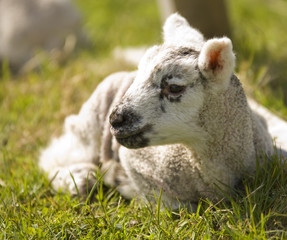 Naklejka premium spring lamb
