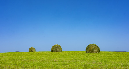 Bale of straws for animal feed