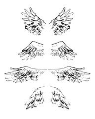 Sketchy style hand drawn wings. Vector illustration. Comics stly