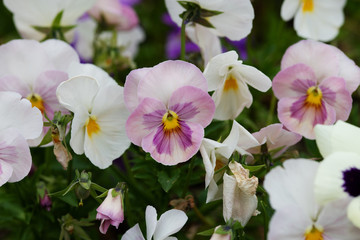 ピンク色のパンジーの花のアップ
