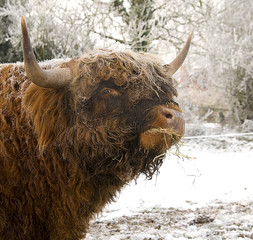 Highland Bull 