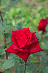 真っ赤なばら「熱情」の花のアップ