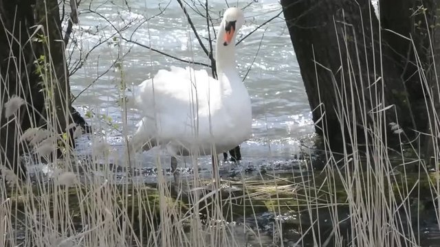 cigno reale