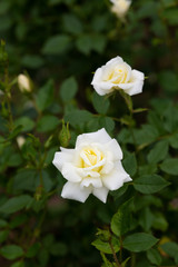 Obraz na płótnie Canvas 白いミニバラの花のアップ