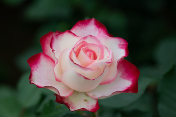 赤と白のばら「ジュビレデュプリンスドゥモナコ」の花のアップ