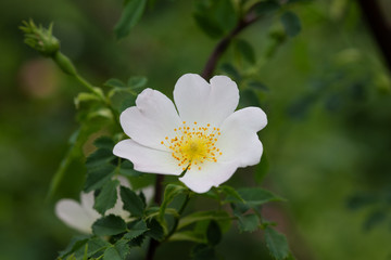 白い一重咲きのバラ「ロサカニナ」の花のアップ