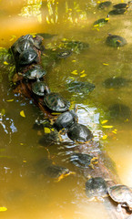 Turtles at  echologic Park 