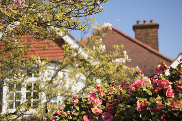 Beautiful flowers of camellia and magnolia blossom on a fence against the background of a large country house facade on a sunny day. English garden lifestyle.