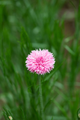 ピンク色のヤグルマギクの花のアップ