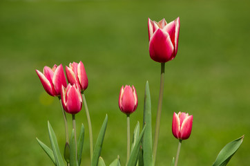 Red tulips on a field of green grass