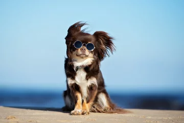 Abwaschbare Fototapete Hund lustiger Chihuahua-Hund mit Sonnenbrille posiert am Strand