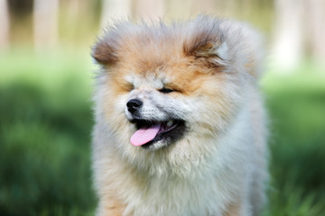 Fototapeta na wymiar japanese akita puppy portrait outdoors