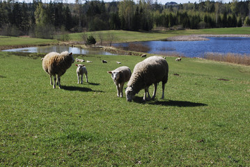 Obraz premium Mountain landscape. Green meadow, in the background graze sheep, pond and spring forest.
