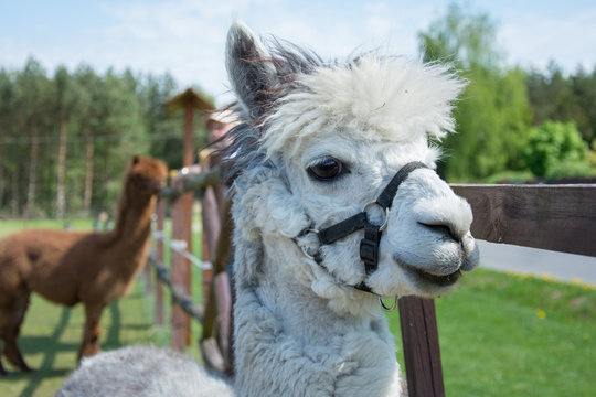 Closeup of a head of white alpaca with big black eyes and delicate muzzle